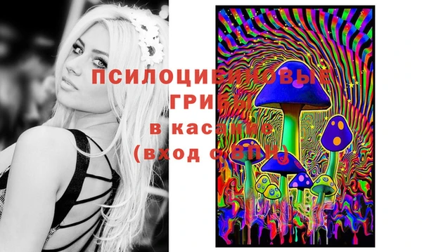 прущие грибы Гусиноозёрск