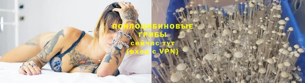 прущие грибы Гусиноозёрск